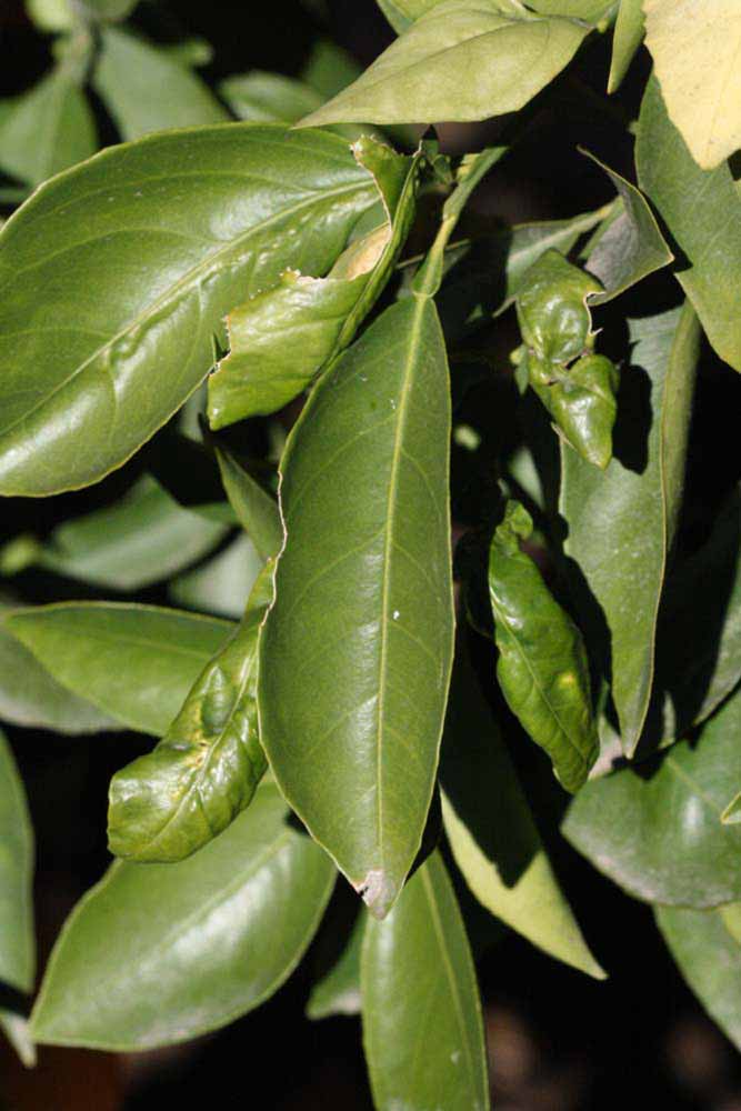              Unifoliolate leaf (Riverside, CA)       